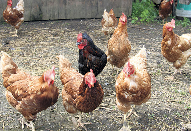 La sélection des candidats ne tiendra pas compte de la densité d’élevage avicole. Photo : Archives/TCN