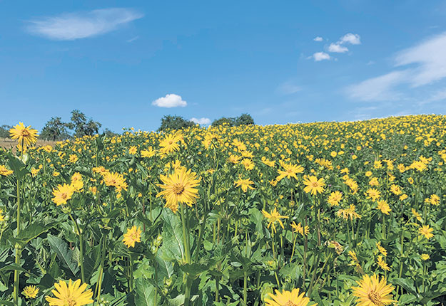 La silphie est une plante aux fleurs jaunes pouvant atteindre plus de trois mètres. Les producteurs du Québec pourraient éventuellement bénéficier de ses propriétés fourragères et écologiques. Photo : Gracieuseté de Silphie France