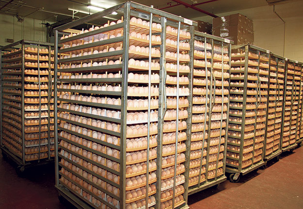 Les œufs d’incubation continuent à manquer dans les couvoirs pour répondre adéquatement à la demande des producteurs de volailles. Photo : Archives/TCN