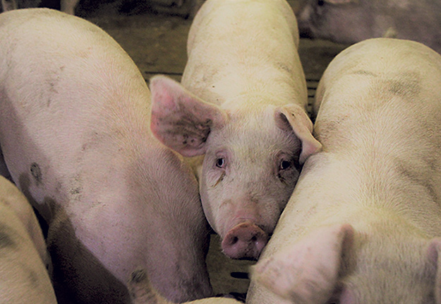 Le retranchement de 40 $ du 100 kg par porc sur le prix versé aux éleveurs devait prendre fin le 3 juillet, mais sera maintenu pour une durée indéterminée. Photo : Patricia Blackburn/TCN