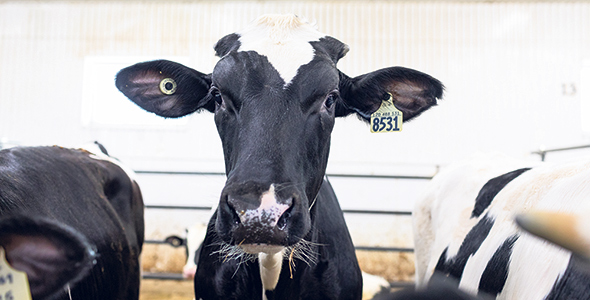 Les données accessibles en permanence renseignent les producteurs sur les facteurs qui influencent la santé des animaux. Photo : Les Producteurs de bovins du Québec