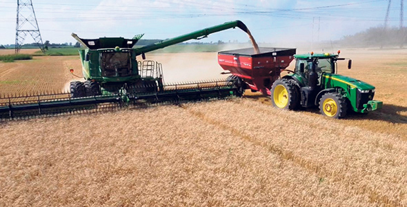 La récolte de blé d’automne est excellente chez François Jodoin. Celle du blé semé au printemps semble aussi prometteuse. Photo : Gracieuseté de la Ferme Normand Jodoin