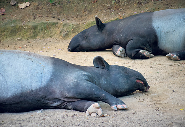 La souche potentiellement à l’origine du coronavirus observé dans les fermes bovines a été prélevée chez un tapir indonésien à la suite d’une éclosion de diarrhée hémorragique dans un zoo du Québec en janvier 2021. Photo : Shutterstock
