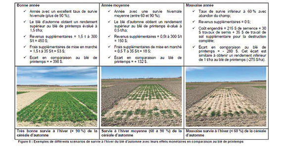 Écarts de marge ($/ha) sur cinq ans en fonction de divers scénarios de survie du blé d’automne à l’hiver. Photo : Gracieuseté de l’IRDA