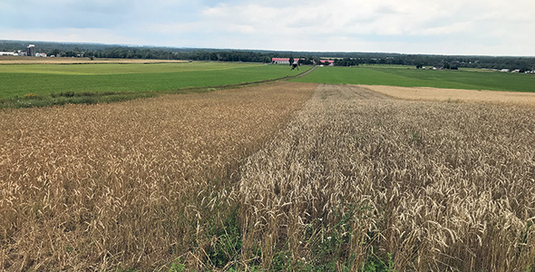De gauche à droite, parcelles de blé de printemps (2 t/ha), blé d’automne (3 t/ha) et seigle hybride (4,2 t/ha), le 10 août 2010 à Saint-Anselme en Chaudière-Appalaches. Photo : Gracieuseté de l’IRDA