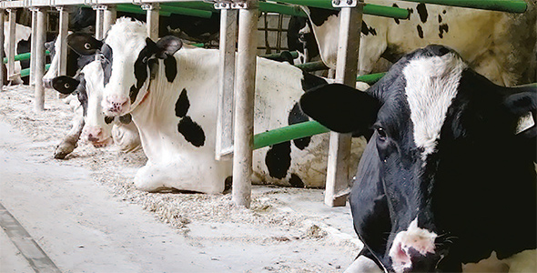 La Ferme Descôtés possède 175 vaches en lactation. Sa production moyenne avoisine 40 kilos par vache, par jour. Photo : Claude Fortin