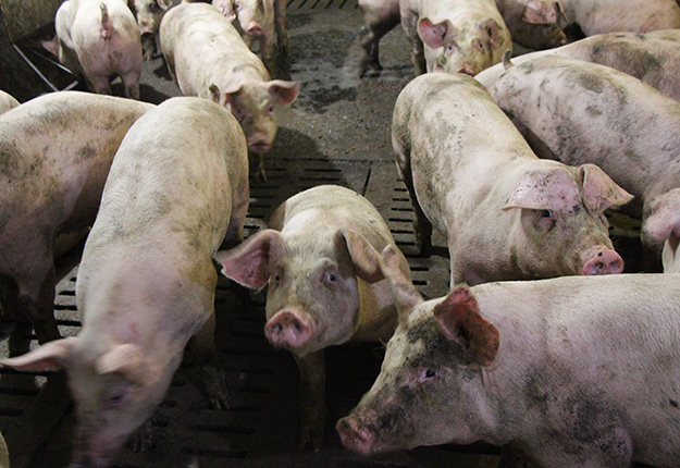 La peste porcine africaine est une maladie porcine mortelle qui se propage par contacts directs et indirects avec des cochons, de la viande de porc et des sous-produits de porc ayant été infectés. Photo : Patricia Blackburn/TCN