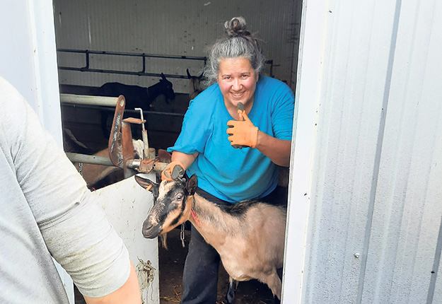 Le 4 août, la productrice laitière caprine Pascale Martin avait envoyé 100 chèvres en lactation chez l’acheteur de son troupeau, au Bas-Saint-Laurent. Photo : Gracieuseté de Pascale Martin