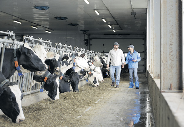 Un ensemble de facteurs vont déterminer la diète d’une vache laitière, comme la qualité des fourrages ou la présence d’un robot de traite dans l’étable. Photo : Gracieuseté de Trouw Nutrition