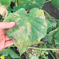 Les symptômes du virus varient, mais sur les feuilles, des jaunissements suivis de brunissements peuvent être observés. Photo : Gracieuseté des PLTQ