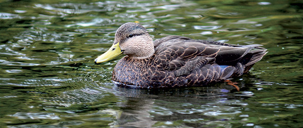 Conservation of the black duck causes little passion among environmentalists.  However, it is estimated that half of its global population nests in Quebec.