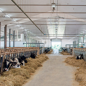 La Ferme Maridel compte 150 vaches en lactation. L’achat de 10 kilos de quota, au début des années 1990, a permis à l’entreprise de prendre son élan. La ferme dispose d’un quota de 185 kilos et vise les 250 kilos dans un avenir prévisible. Photo : Gracieuseté de la Ferme Maridel