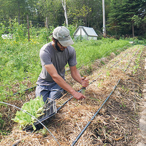 La microferme n’étant pas mécanisée, Guillaume affirme avoir pu travailler au champ sans retard après les quantités de pluie records du printemps. Photo : Gracieuseté de Lydia Cloutier