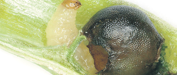 Figure 3.  Grain grignoté par une larve de charançon de la silique