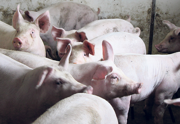Les porcs qui ne peuvent plus être abattus au Québec en raison de la diminution des abattages du transformateur Olymel sont expédiés ailleurs au Canada et aux États-Unis. Photo : Patricia Blackburn/TCN