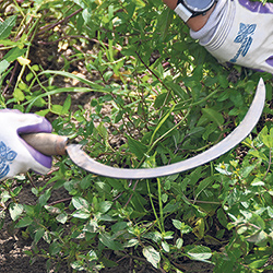 Une dizaine de plantes aromatiques sont cultivées dans les champs de l’exploitation.