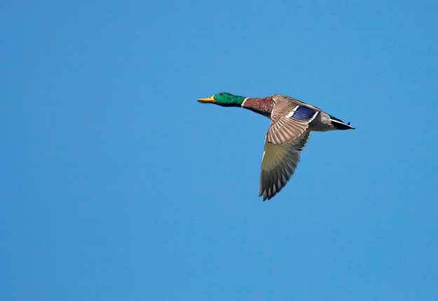La présence de canards sauvages dans les étangs et les milieux humides a été identifiée comme l’un des principaux vecteurs de propagation du virus. Photo : Shutterstock