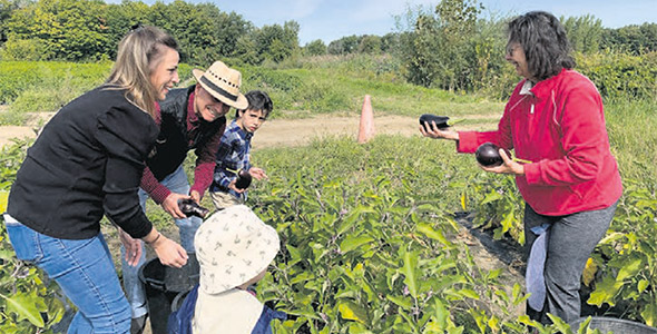 La famille Pagé-Flores vient d’arriver à la ferme. Avec les aubergines qu’ils auront cueillies, ils feront des conserves ensemble, une première pour eux. Photo : Caroline Morneau/TCN