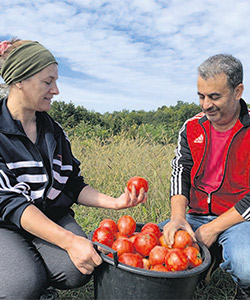 Fatila et Amar s’approvisionnent directement au champ pour éviter la hausse du coût des aliments hors saison. Photo : Caroline Morneau/TCN