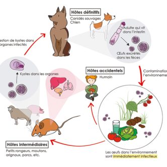 Le parasite Echinococcus se retrouve dans les intestins des canidés (renard roux, coyote, loup, chien) par lesquels les œufs seront excrétés dans les selles. Le cycle du parasite sera complété lorsqu’un hôte intermédiaire ingérera accidentellement les œufs, développera des lésions dans ses organes, puis sera consommé par un canidé. Accidentellement, l’homme peut être contaminé et développer la maladie. Photo : Aida Minguez-Menendez
