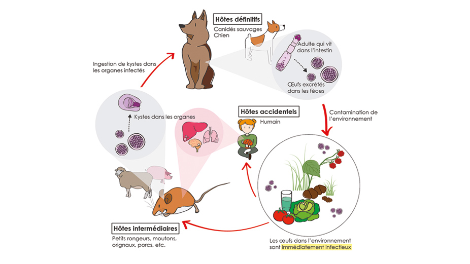 Le parasite Echinococcus se retrouve dans les intestins des canidés (renard roux, coyote, loup, chien) par lesquels les œufs seront excrétés dans les selles. Le cycle du parasite sera complété lorsqu’un hôte intermédiaire ingérera accidentellement les œufs, développera des lésions dans ses organes, puis sera consommé par un canidé. Accidentellement, l’homme peut être contaminé et développer la maladie. Photo : Aida Minguez-Menendez