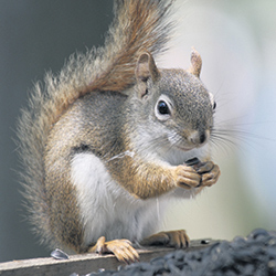 Certains animaux comme les écureuils roux sont susceptibles de s’attaquer à la tubulure. Photo : Phil Myers/MFFP