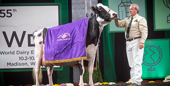 Oakfield Solom Footloose, du Wisconsin, a été sacrée championne suprême de la World Dairy Expo, toutes races confondues.