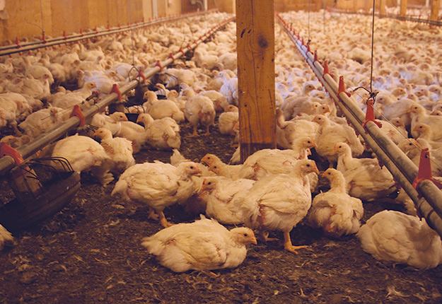 Vacciner tous les poulets contre l’influenza aviaire ne serait pas économiquement et techniquement possible au Québec pour l’instant, selon des experts. Photo : Archives/TCN