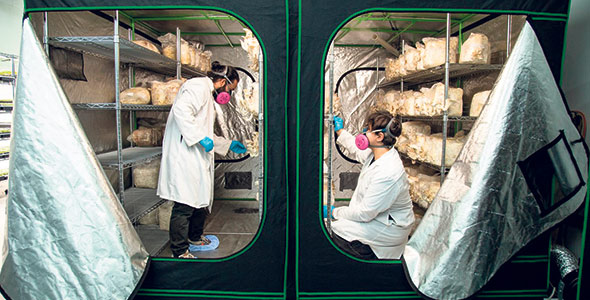 Les chambres de fructification sont équipées de lumières qui produisent peu de chaleur, permettant de conserver la température ambiante nécessaire à la bonne croissance des champignons. Photo : Gracieuseté de Redfroglab