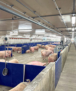 La Ferme S.B.G.B., spécialisée en production porcine, a récemment investi dans l’amélioration de son système d’éclairage. Selon le producteur Sylvain Bouffard, l’éclairage a un impact important sur la sécrétion d’hormones naturelles et la quantité de lait produite par les truies. Photo : Gracieuseté de Sylvain Bouffard