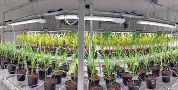 La solution d’éclairage connue pour Ulysse Biotech permet de reproduire presque toutes les conditions d’éclairage naturel selon des spécifications de recherche détaillées, sans compromettre les conditions atmosphériques de la chambre de croissance. Photo : Gracieuseté de Sollum – Ulysse Biotech