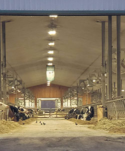 Pour la productrice Kim Côté, l’éclairage procure une stabilité et permet de maximiser la période de luminosité sans nuire au confort et au repos des vaches. Photo : Gracieuseté de la Ferme Blondin