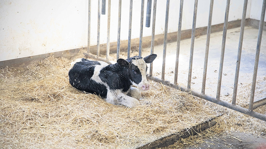Les fermes laitières produisant des veaux jugés de bonne qualité à l’encan ou des veaux performants pour les fermes de veaux lourds seront retenues pour le projet. Photo : Les Producteurs de bovins du Québec