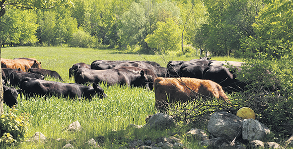 Une vache de taille moyenne nécessite en moyenne 15 kg par jour de matière sèche ou presque deux balles rondes par mois. Photo : Les Producteurs de bovins du Québec