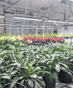 Les chercheurs d’Ulysse Biotech ont relevé des propriétés visuelles sans précédent chez les fleurs cultivées sous éclairage contrôlé, de même qu’un taux de croissance plus rapide que prévu. Photo : Gracieuseté de Sollum – Ulysse Biotech