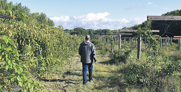 Le kiwi pousse sur des vignes qui doivent être dressées à une hauteur d’environ 1,8 mètre pour faciliter la taille et la récolte.