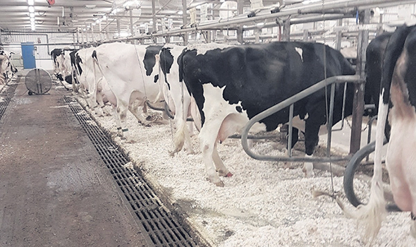 La ferme laitière du Campus Maconald, de l’Université McGill, utilise le produit de Pure Bedding comme litière. Photo : Pure Bedding