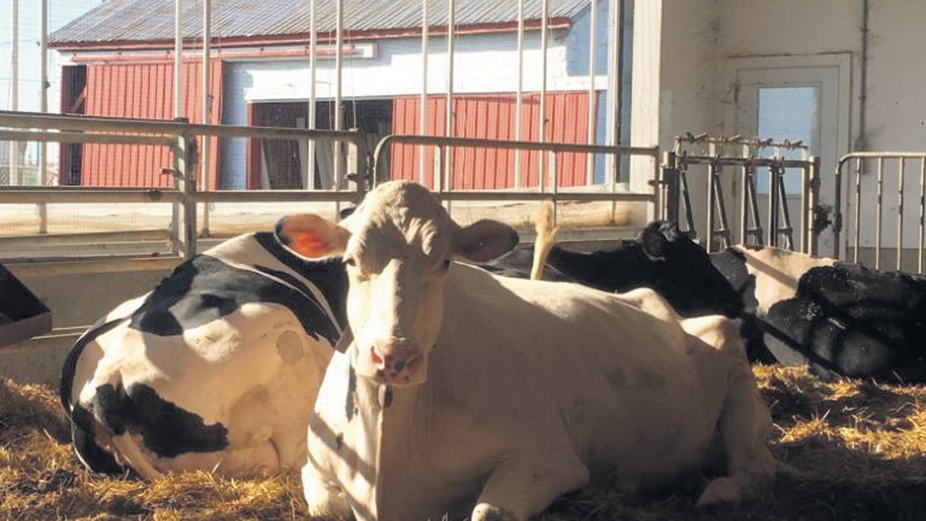 La mammite bovine est une inflammation de la glande mammaire chez la vache. Accompagnée des bactéries staphylocoques, l’inflammation des glandes mammaires peut amener à une réduction de la production de lait ainsi qu’à une altération du bien-être de l’animal. Photo : Op+lait