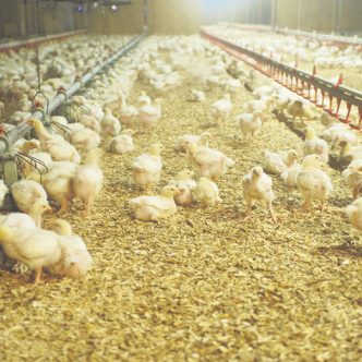 Entre le premier cas déclaré le 12 avril dernier et le 27 octobre, le Québec a connu 19 cas d’influenza aviaire, dont 14 dans des troupeaux commerciaux et 5 dans de petits élevages. Photo : Martin Ménard/Archives TCN