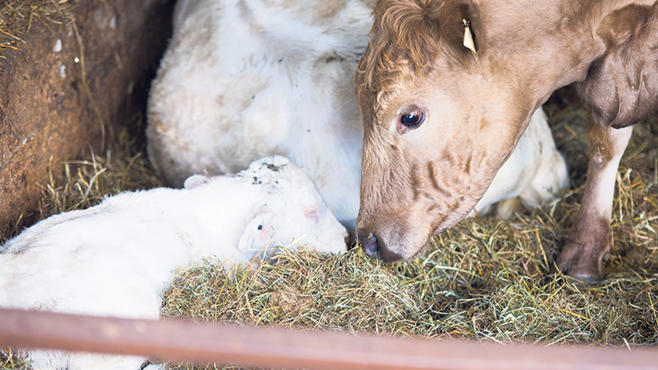 L’insémination artificielle des vaches laitières comporte plusieurs avantages, dont celui d’améliorer le bagage génétique du veau à venir. Photo : Martin Ménard/Archives TCN