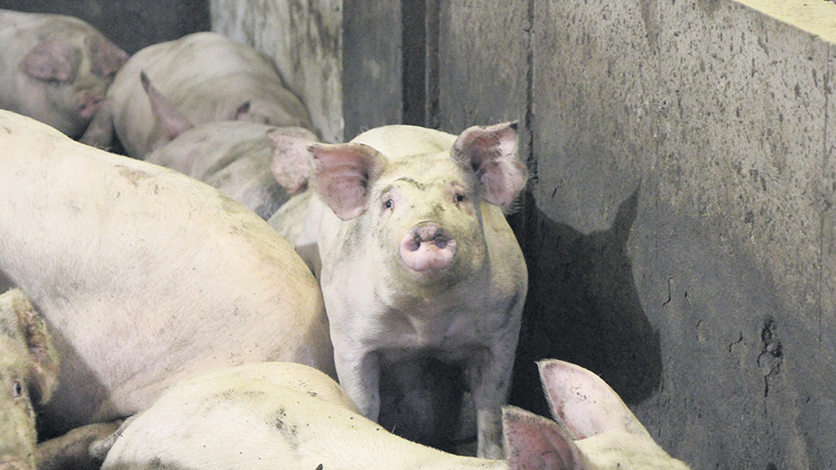 Après une réduction d’achats de 530 000 porcs depuis un an dans les élevages québécois, Olymel pourrait annoncer de nouvelles réductions dans les prochains mois, au grand désarroi des éleveurs, sur qui la pression s’accentue. Photo : Patricia Blackburn / Archives TCN