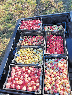 Des pommes sauvages cueillies par Emmanuel Beauregard dans Lanaudière.