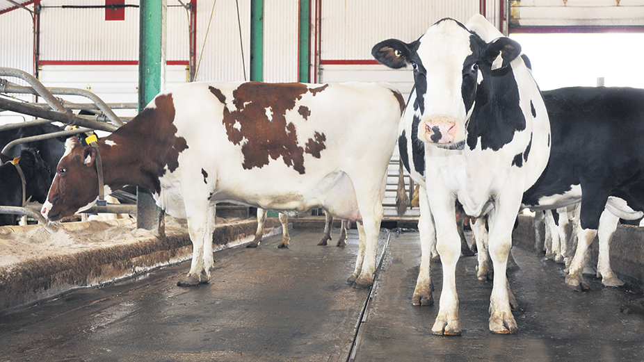 Selon les études, près de 90 % des troupeaux dans les fermes laitières du pays compteraient au moins une vache positive à la leucose bovine. Photo : Lactanet Canada