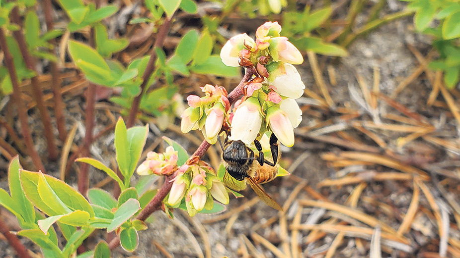 Les producteurs de bleuets sauvages devront désormais prévoir une pollinisation suffisante de leurs champs s’ils souhaitent être couverts par leur assurance récolte. Photo : Archives/TCN
