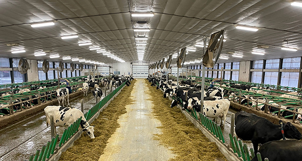 Dans les années 1960, la ferme des Champagne a été l’un des premières à adopter la stabulation libre. Crédit : Gracieuseté de la famille Champagne