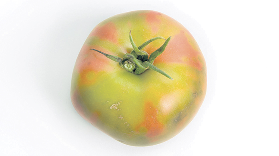 Les principaux symptômes d’une tomate infectée par la rugose sont les anomalies de coloration et les malformations. Photo : Laboratoire d’expertise et de diagnostic en phytoprotection
