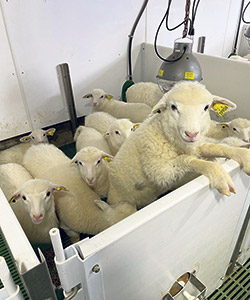 L’installation de deux pouponnières a permis de faire passer la production d’agneaux de 3 300 à 4 500 par année, soit une augmentation de 36 %. Photo : Gracieuseté de Karine Fortier