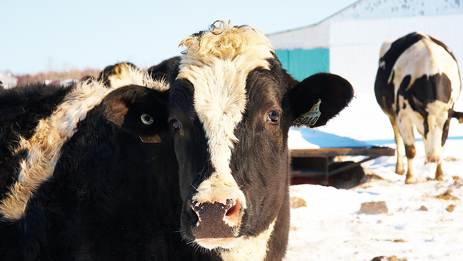 Le Québec vient d’enregistrer le cinquième mois de janvier le plus chaud de son histoire. Ce ne sont pas les vaches à l’extérieur qui vont s’en plaindre! Photo : Martin Ménard/TCN