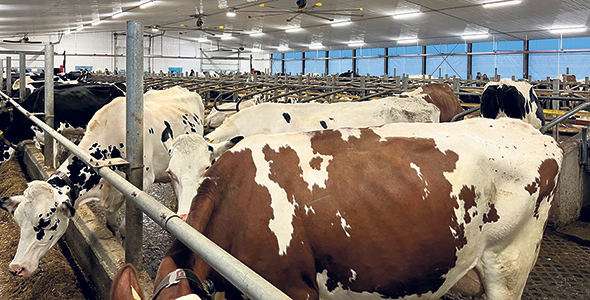 En matière de dépenses générales, la Ferme Rodcham fait bonne figure, avec un taux de charge de 43 % sur un chiffre d’affaires de 1,3 M$. Photo : Gracieuseté de Via Pôle d’expertise en services-conseils agricoles