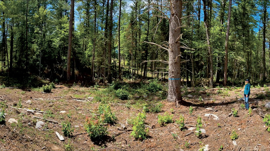 Photographie panoramique d’une trouée récente dans une coupe progressive irrégulière à la Forêt expérimentale de Petawawa. Photo : Gracieuseté de Nelson Thiffault